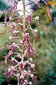 Nelle terre di Matilde - Sentiero da Valestra a Carpineti: Barbone adriatico (Himantoglossum adriaticum) Orchidacee